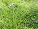 Henn's: Asst. Grass-1 gal