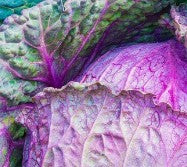 Cabbage: Red Acre Seeds