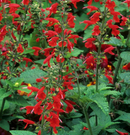 Scarlet Sage Seeds