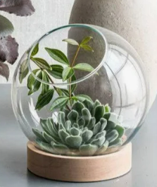 Glass Orb with Base Terrarium-7 in