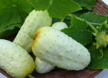 SESE: Cucumber: Edmonson Seeds