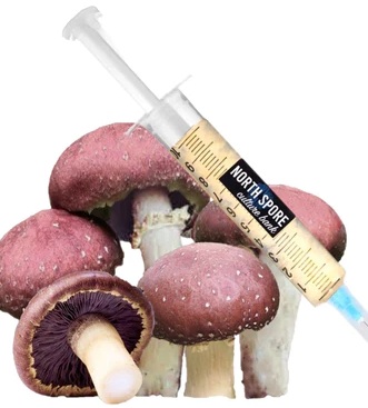 North Spore: Wine Cap-Liquid Culture Syringe