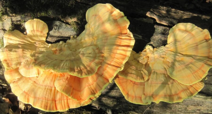 Mushroom Mountain: Mushroom Sawdust Spawn-Chicken of the Woods-5 lb