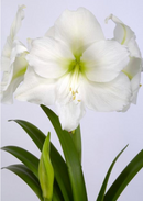 Amaryllis Christmas Gift - Gold Waxed Single Bulb