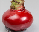 Amaryllis Red Lion - Red Waxed Single Bulb