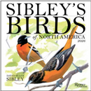 Sibley's Birds of North America Wall Calendar - 2026