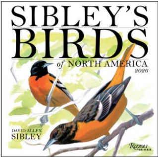 Sibley's Birds of North America Wall Calendar - 2026