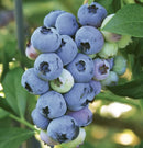 Blueberry-O'Neal-2 gal