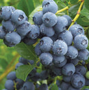 Blueberry-Duke-2 gal