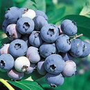Blueberry-Chandler-2 gal
