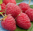 Raspberry-Heritage-Red-2 gal