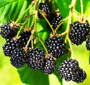 Blackberry-Triple Crown-2 gal
