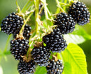 Blackberry-Arapaho-2 gal