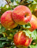 Apple-Honeycrisp-5 gal