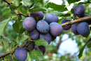 Plum-Morris-5 gal