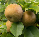 Pear-Shinko-5 gal
