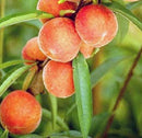 Peach-Belle of Georgia-5 gal