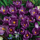 Fall Bulb-Crocus 'Flower Record'-Pack of 25