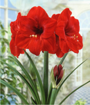 Amaryllis Red Lion - Red Waxed Single Bulb