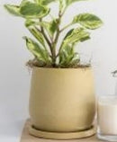 Emerson Planter - Matte Yellow - 7x7 in