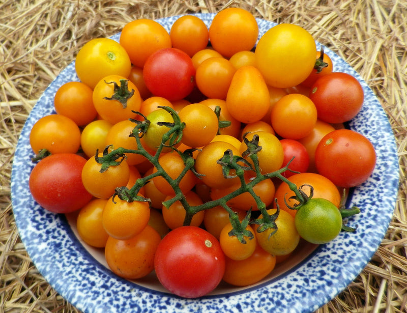 SESE: Tomato: Amy's Apricot Mix Seeds