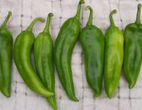 SESE: Pepper: Anaheim Chile Seeds