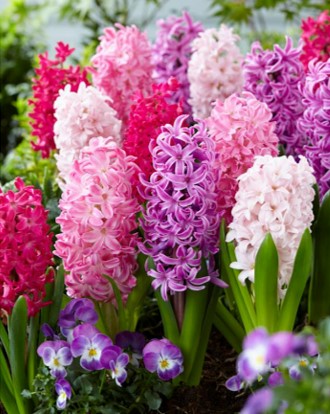 Hyacinth 'Mixture the Pinks' Single Bulb