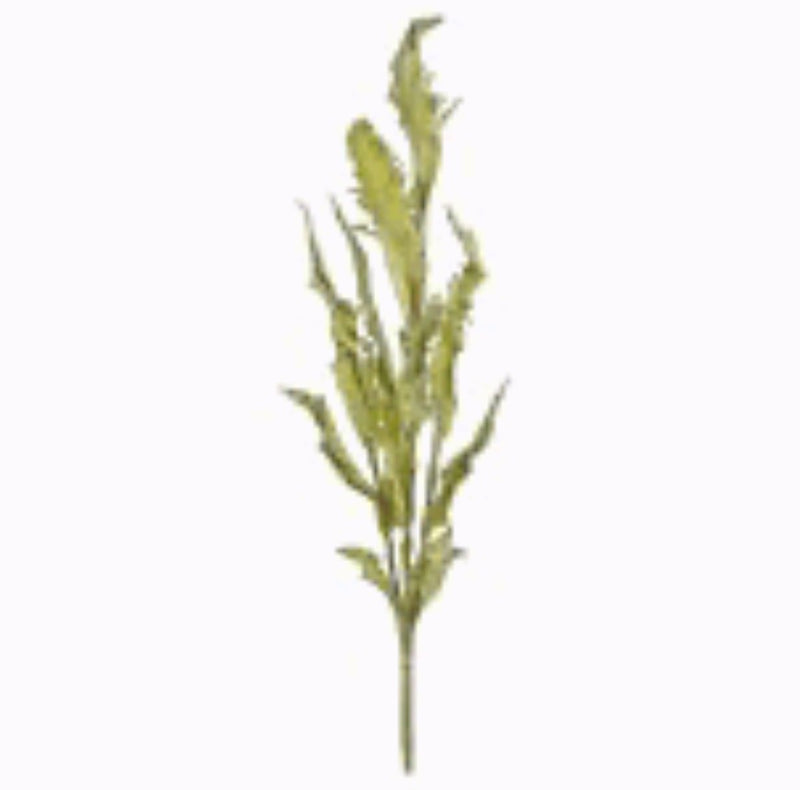 Dried Acanthus Bundle-45in