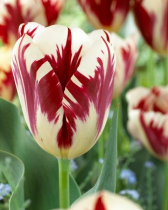 Tulip Late 'Grand Perfection' Single Bulb
