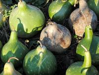 SESE: Gourds: Bradshaws Birdhouse Gourd Seeds