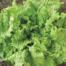 Lettuce: Black Seeded Simpson Seeds