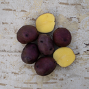 Seed Potato - Peter Wilcox - 1lb