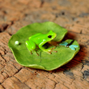 Frog and Dragonfly on Lotus Leaf-2.75 in