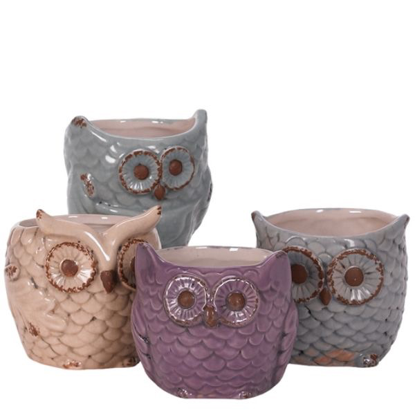 Owl Pot - Assorted - 3x3.25 in