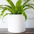 Cylinder Pot - Matte White - 7"