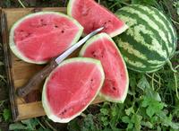 SESE: Melon: Crimson Sweet Seeds