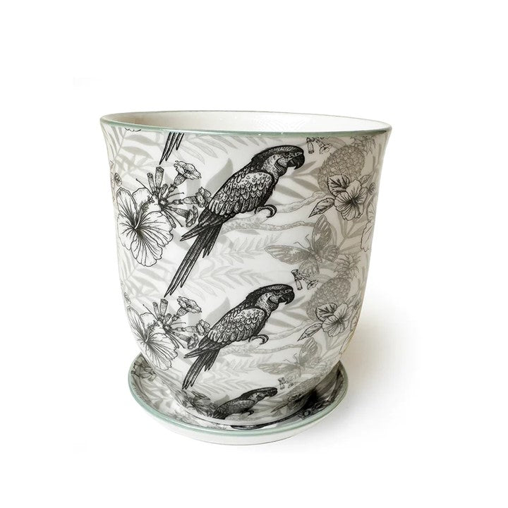 Big Liberte Pot with Saucer - Grey Parrot - 4.25"