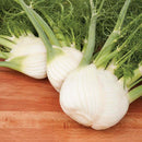 Fennel: Preludio F1 Seeds