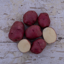 Seed Potato - Dark Red Norland - 1lb