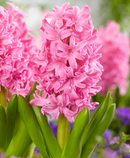 Fall Bulb-Hyacinth 'Pink Pearl'-Pack of 4