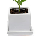 Cube & Saucer - White - 3"