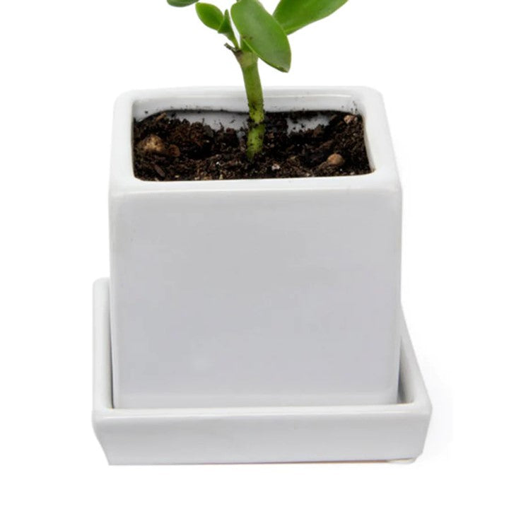Cube & Saucer - White - 3"