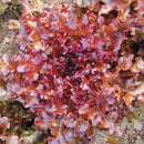 HM: Lettuce: Red Salad Bowl Seeds
