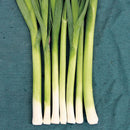 Leek: Alto Seeds