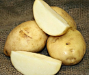 Seed Potato - Kennebec - 1lb