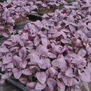 HM: Basil: Rosie Seeds