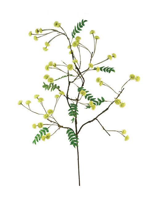 Botanica Collection