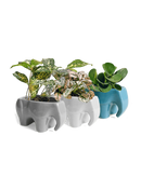 Elephant Planter - Assorted - 5"