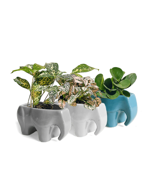 Elephant Planter - Assorted - 5"