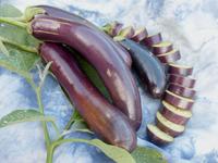 SESE: Eggplant: Long Purple Seeds